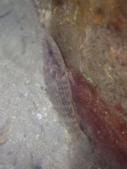 Butis humeralis