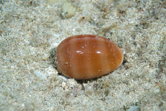 Lyncina