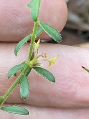 Pimelea curviflora curviflora