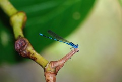 Argia concinna