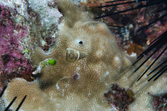 Anampses chrysocephalus