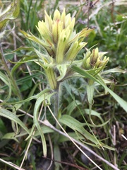 Castilleja hyperborea