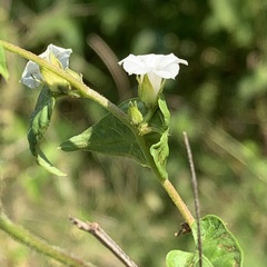 Ipomoea plebeia africana