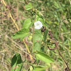 Ipomoea plebeia africana