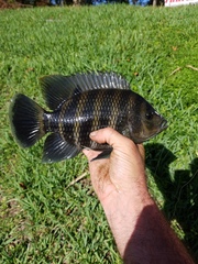 Heterotilapia buettikoferi
