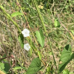 Ipomoea plebeia africana