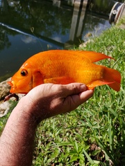 Amphilophus citrinellus