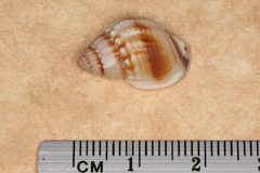 Nassarius pauperatus
