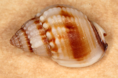 Nassarius pauperatus image