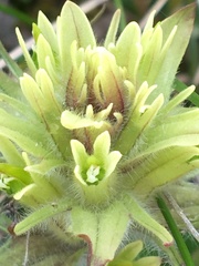 Castilleja hyperborea