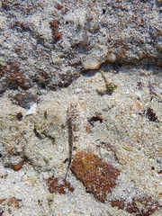 Favonigobius lateralis