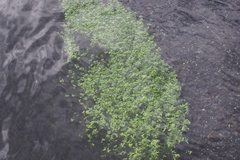Angiospermae
