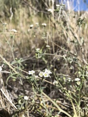 Pholistoma membranaceum