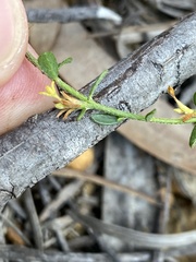 Pimelea curviflora curviflora