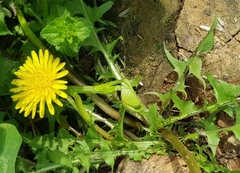Taraxacum mongolicum