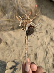 Murex tribulus