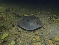 Tachypleus tridentatus