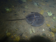 Tachypleus tridentatus