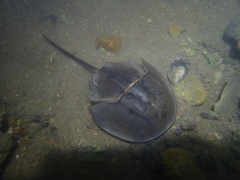 Tachypleus tridentatus