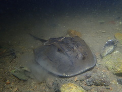 Tachypleus tridentatus