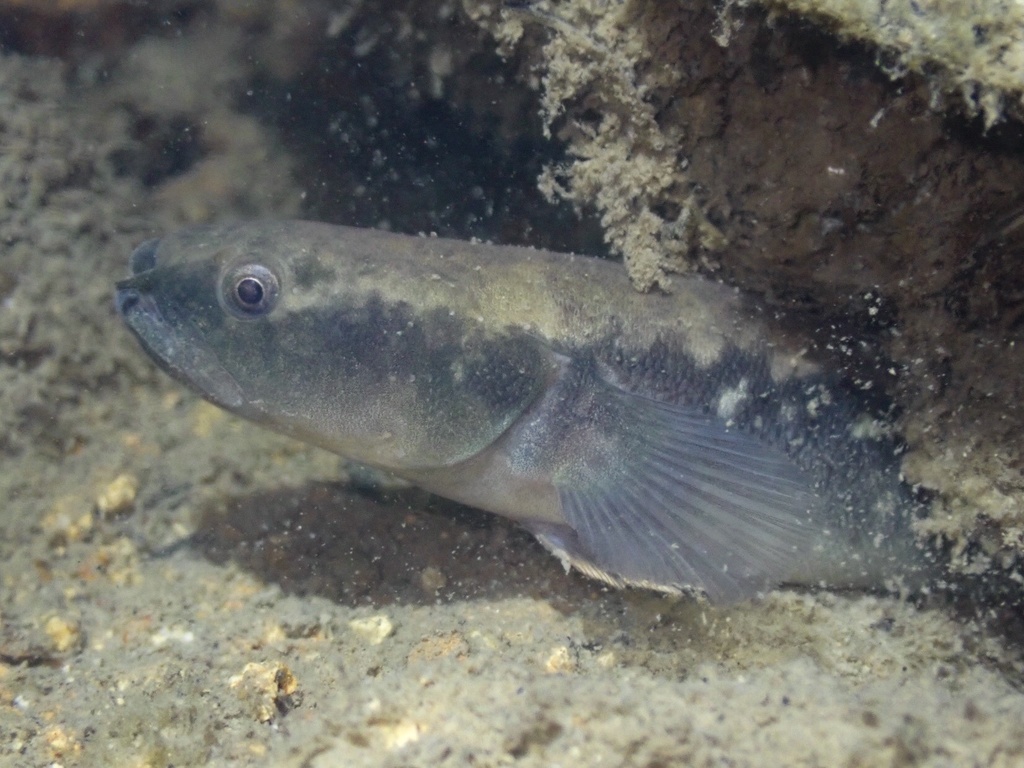 Chinese gudgeon (Bostrychus sinensis) — Eleotridae