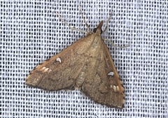 Udea hyalistis