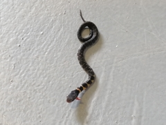 Erythrolamprus epinephalus pseudocobella