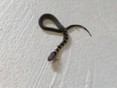 Erythrolamprus epinephalus pseudocobella