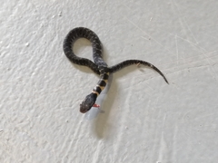 Erythrolamprus epinephalus pseudocobella