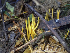 Clavulinopsis amoena