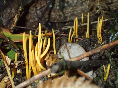 Clavulinopsis amoena