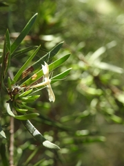 Imbophorus aptalis
