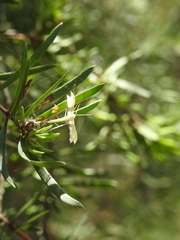 Imbophorus aptalis