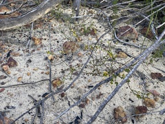 Pimelea curviflora curviflora
