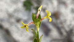 Pimelea curviflora curviflora