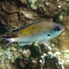 Norfolk Chromis photo 2