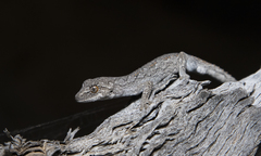 Strophurus intermedius