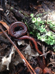 Batrachoseps wrighti