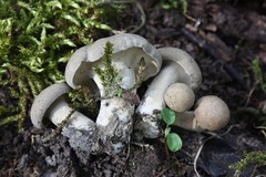 Lentinus substrictus