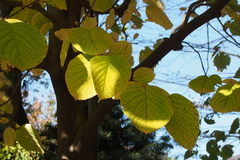 Styrax obassia