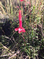 Penstemon isophyllus