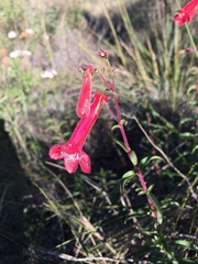 Penstemon isophyllus