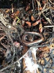 Batrachoseps wrighti