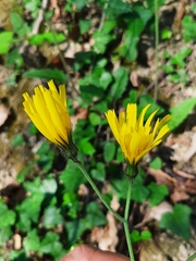 Hieracium bifidum