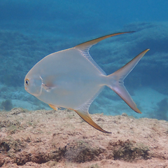 Trachinotus blochii