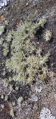 Ramalina subfarinacea