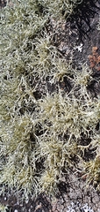 Ramalina subfarinacea