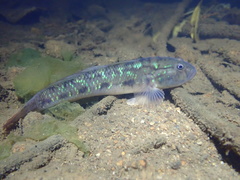 Acentrogobius viridipunctatus