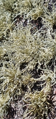 Ramalina subfarinacea