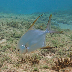 Trachinotus blochii